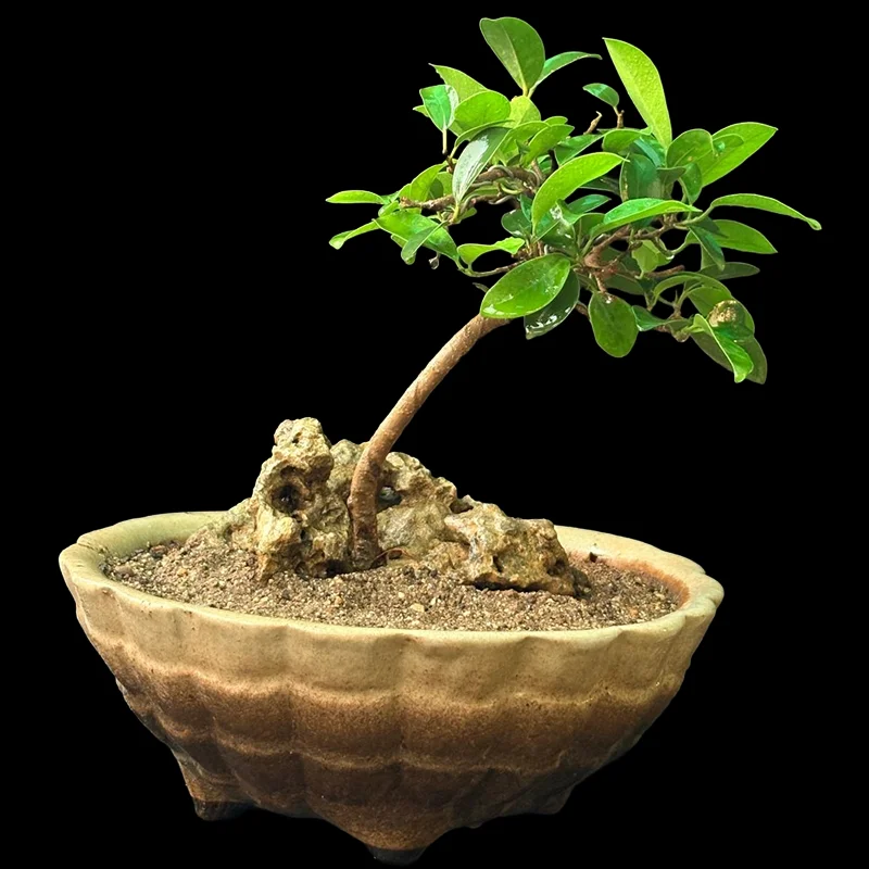 FICUS MICROCARPA